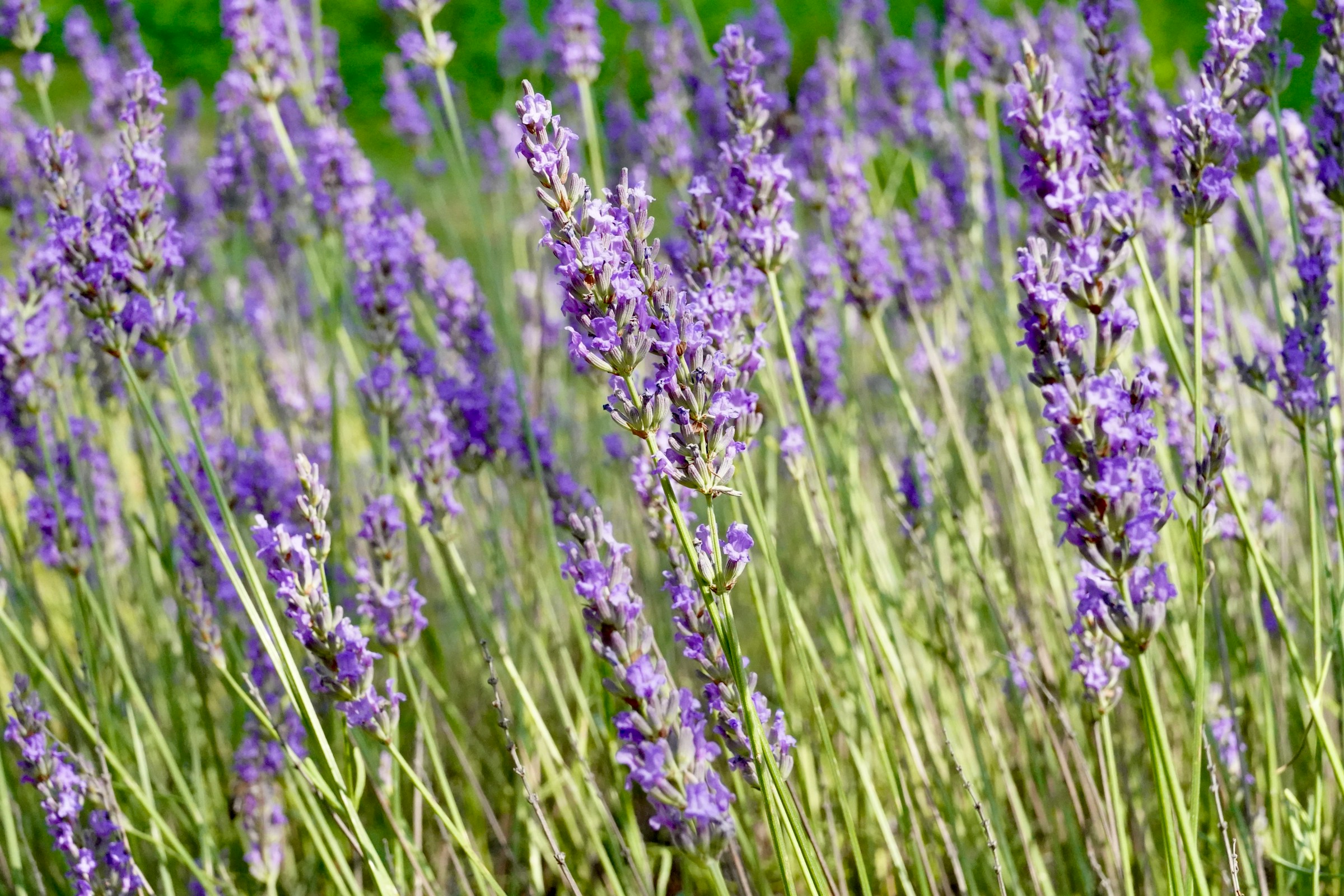 Природа товарищества Дарьюшка